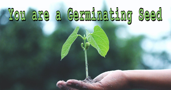germinating-seed